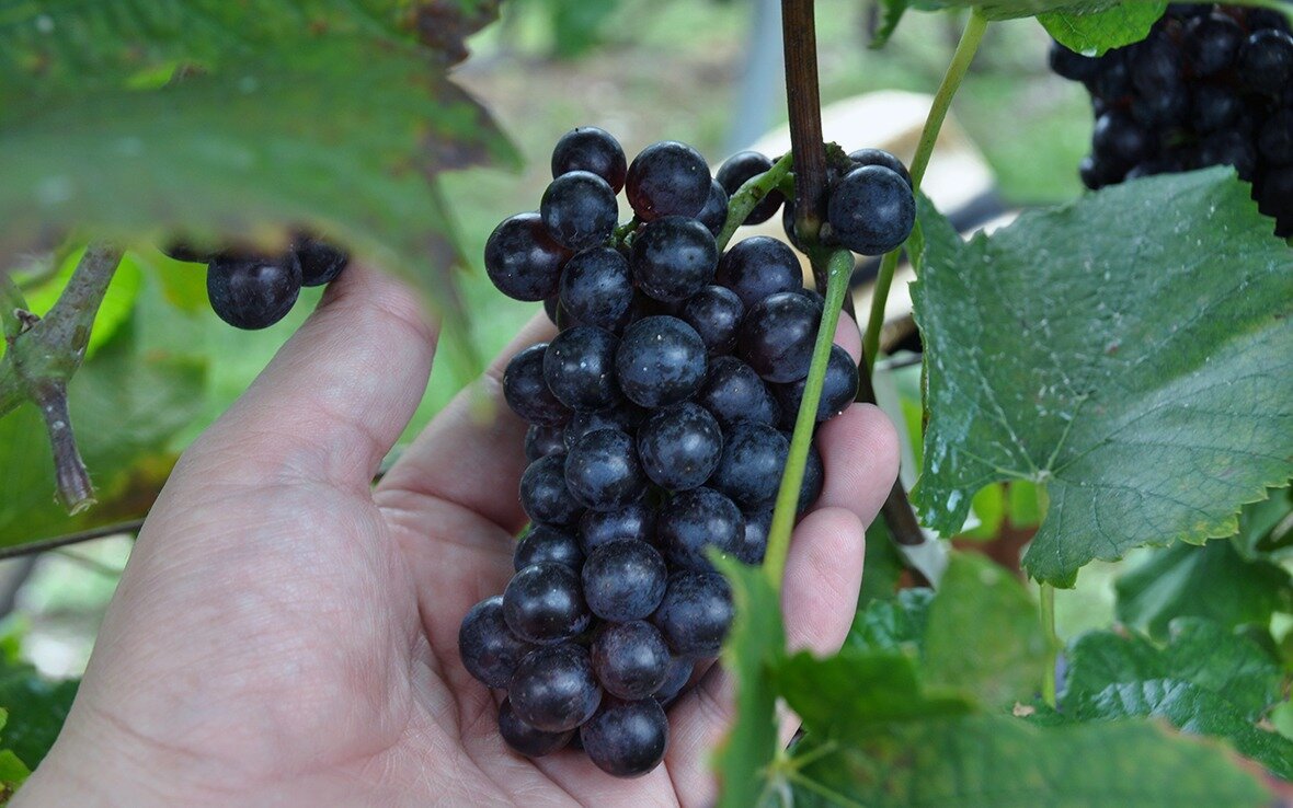 21年9月23 24日の2日間 ワイン用ぶどうの収穫を行いました お知らせ ドメーヌ ル ミヤキ 福岡北九州平尾台のソムリエが造るワイン