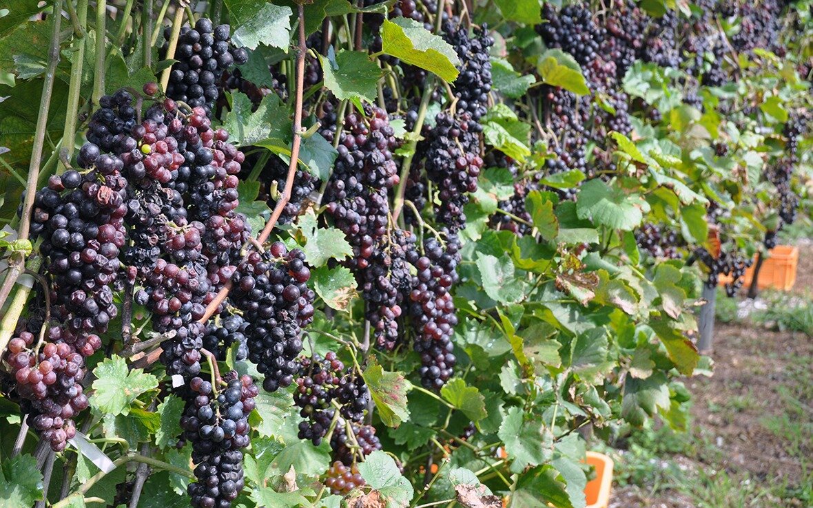 21年9月23 24日の2日間 ワイン用ぶどうの収穫を行いました お知らせ ドメーヌ ル ミヤキ 福岡北九州平尾台のソムリエが造るワイン